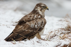 444 Mäusebussard - Buteo buteo